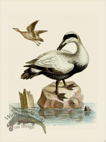 Edwards 098 Great Black and White Duck